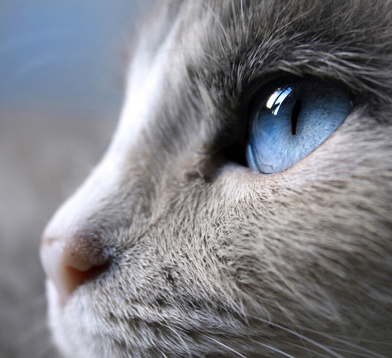 close-up of a cat's blue eye