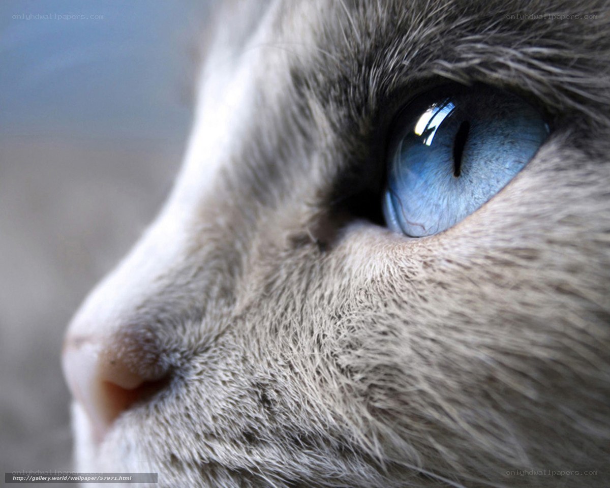 close-up of a cat's blue eye
