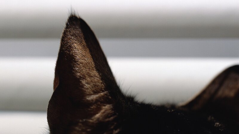 close-up of a cat's ear