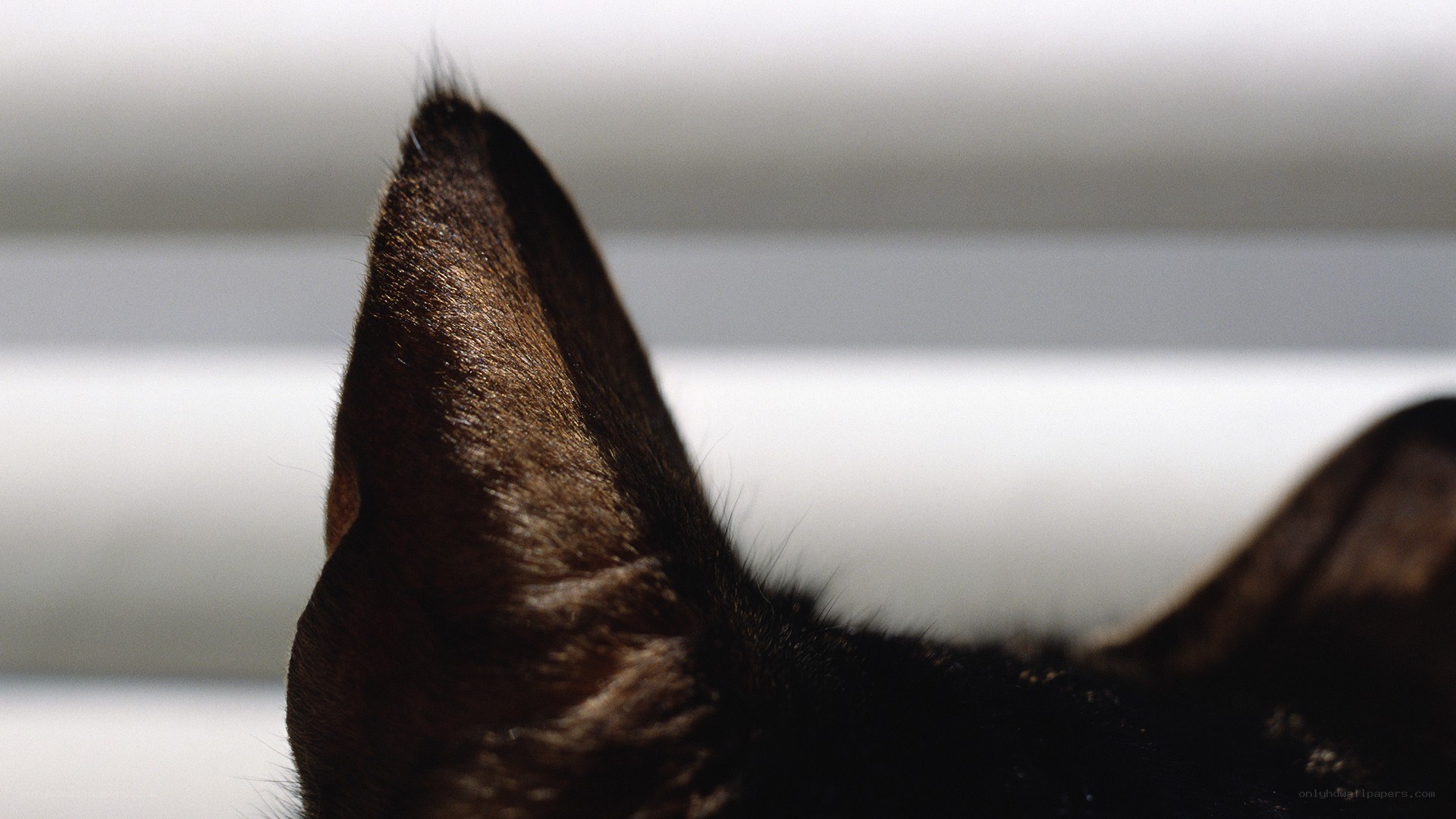 close-up of a cat's ear