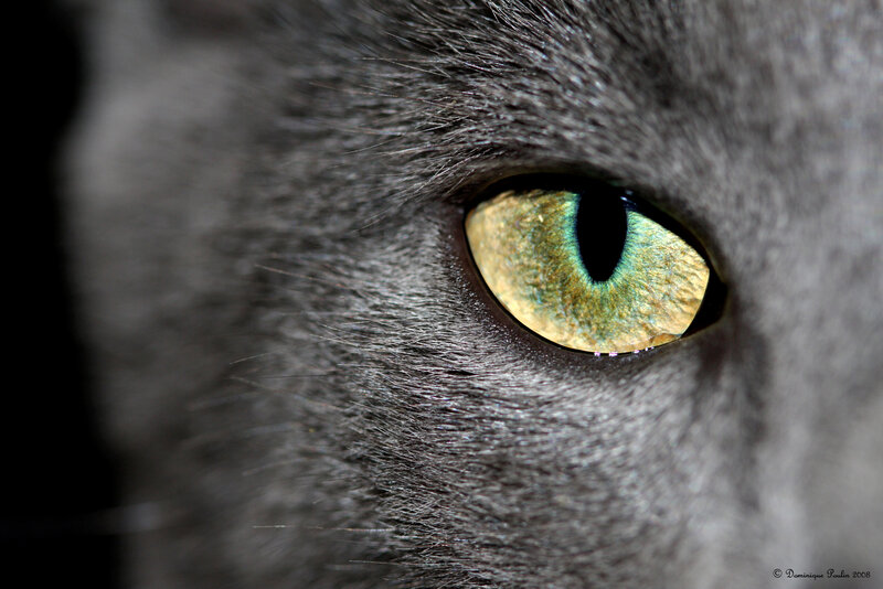close-up of a cat's eye