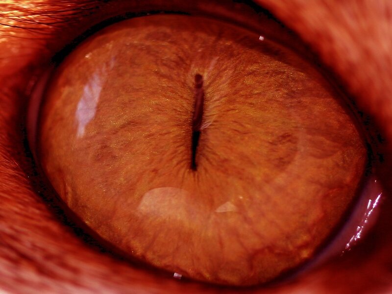 close-up of a cat's eye