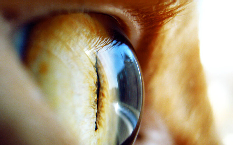 close-up of a cat's eye