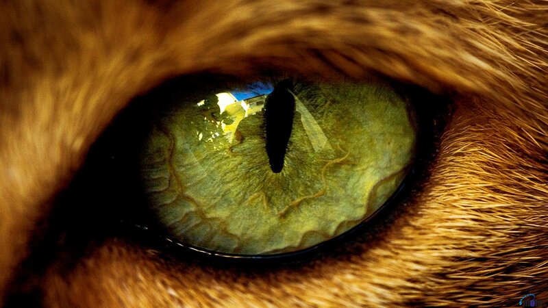 close-up of a cat's eye