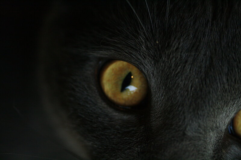 close-up of a cat's eye