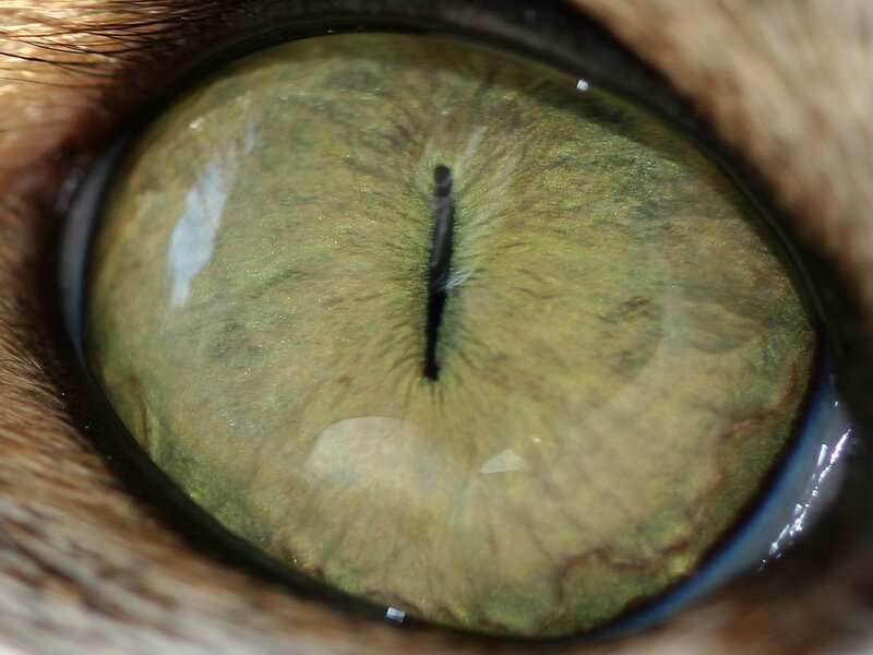 close-up of a cat's eye