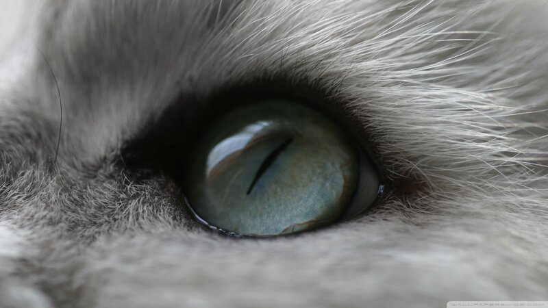 close-up of a cat's eye