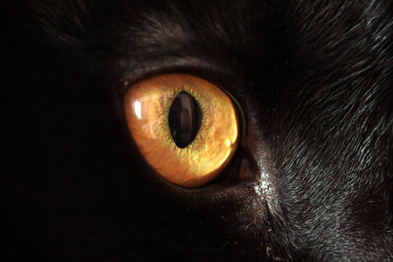 close-up of a cat's eye