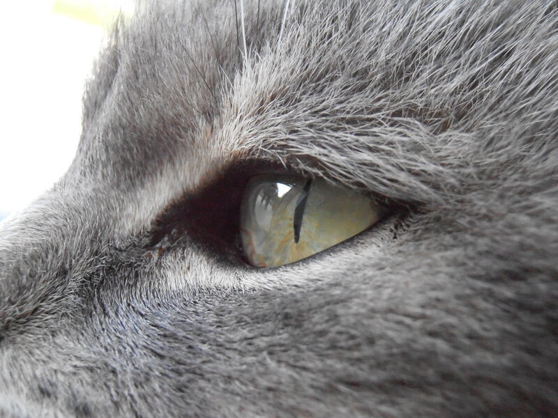 close-up of a cat's eye