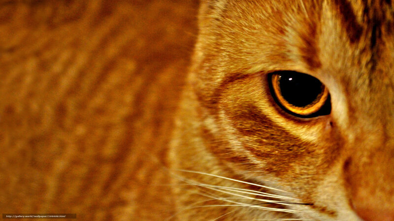 close-up of a cat's eye