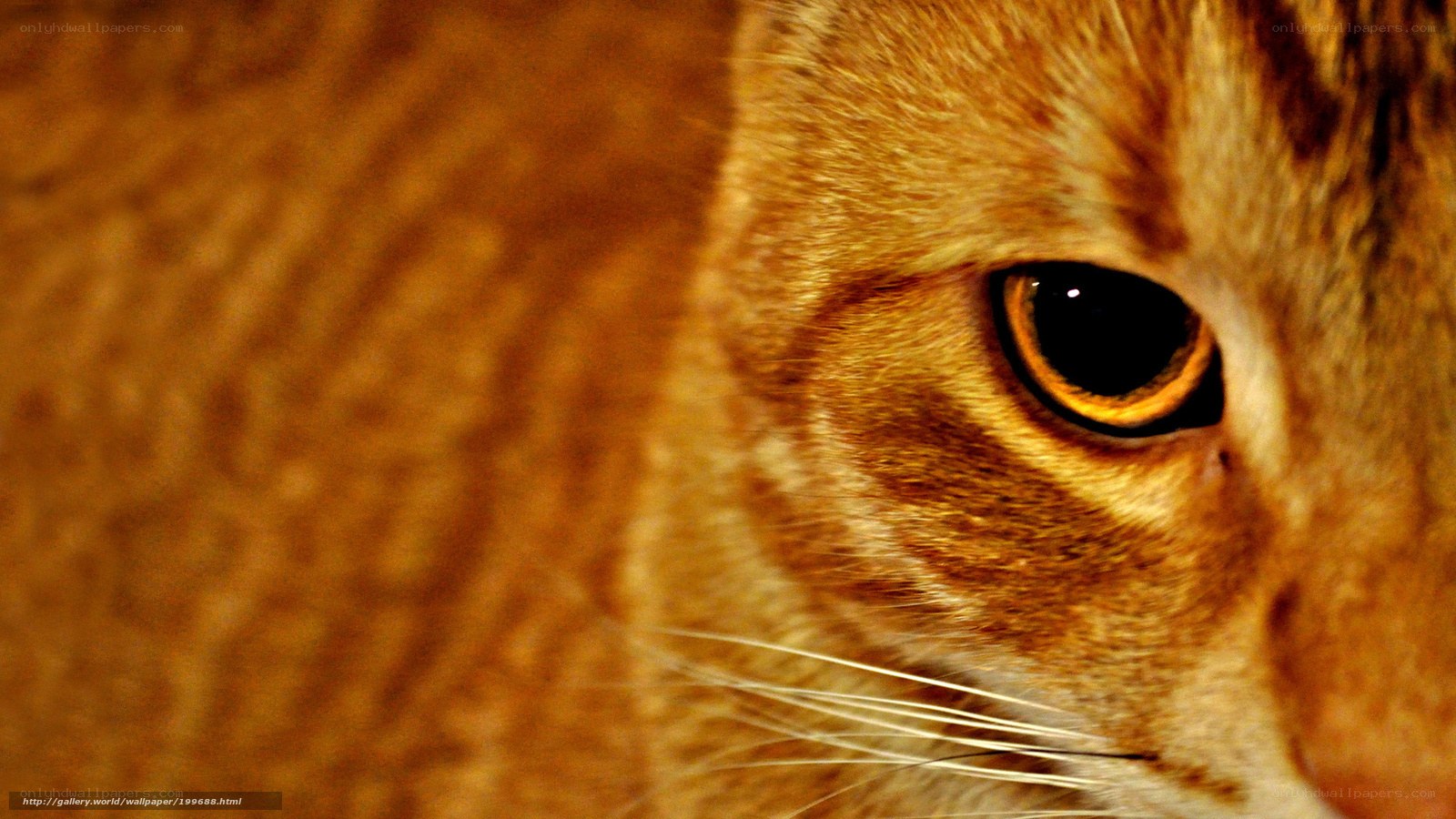 close-up of a cat's eye