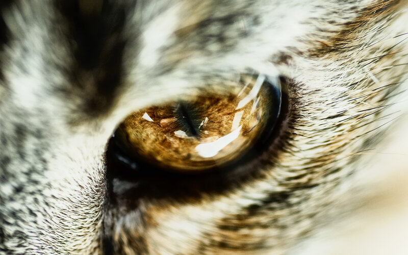 close-up of a cat's eye