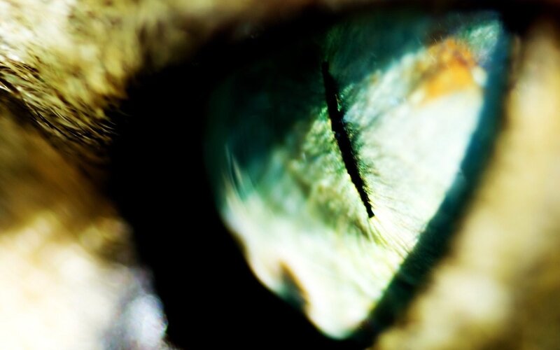 close-up of a cat's eye