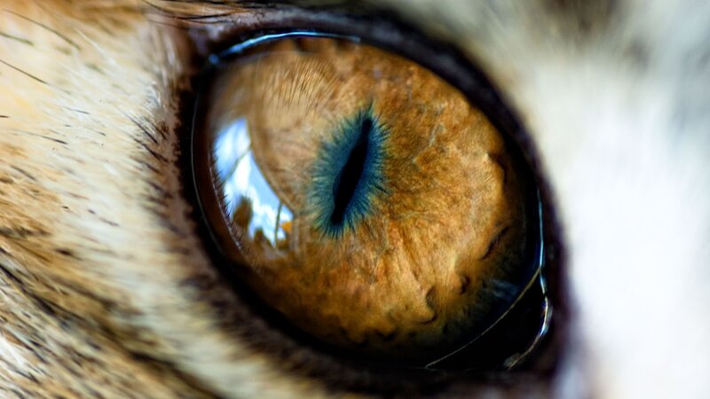 close-up of a cat's eye