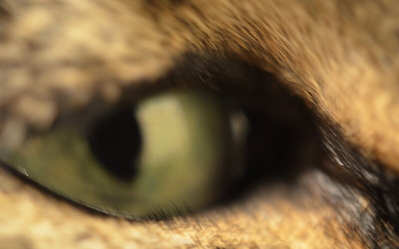 close-up of a cat's eye