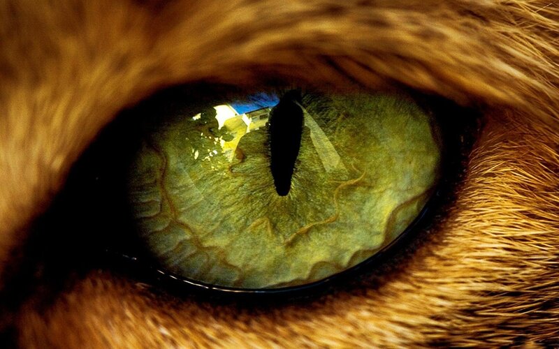 close-up of a cat's eye