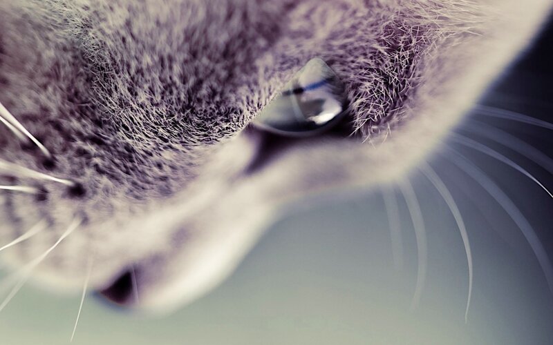 close-up of a cat's eye