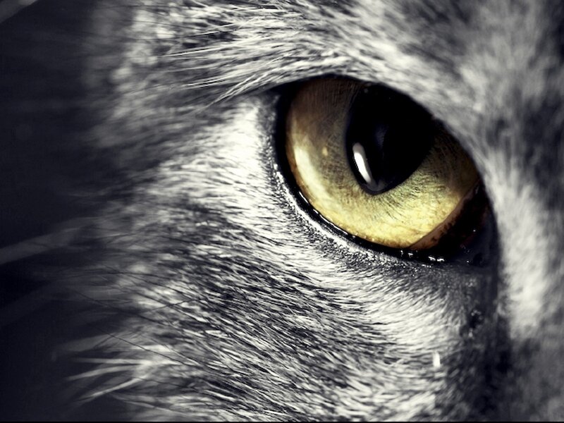 close-up of a cat's eye