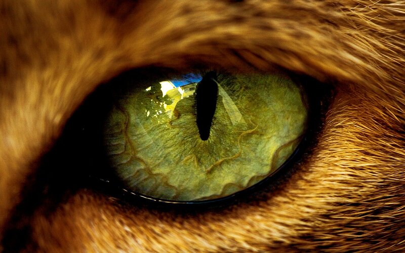 close-up of a cat's eye