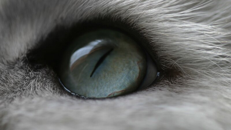 close-up of a cat's eye