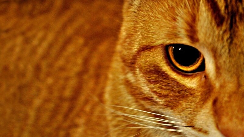 close-up of a cat's eye