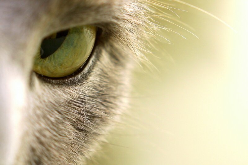 close-up of a cat's eye