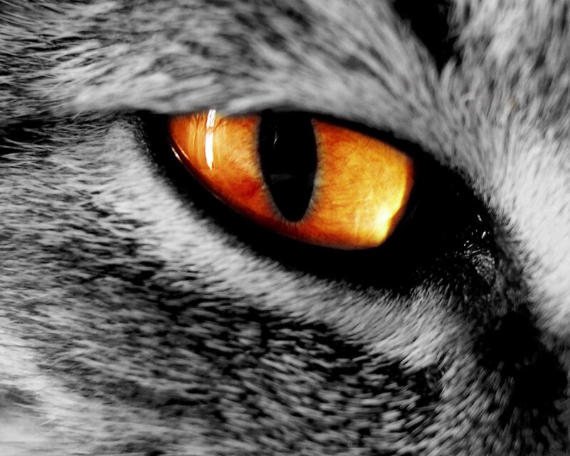 close-up of a cat's eye