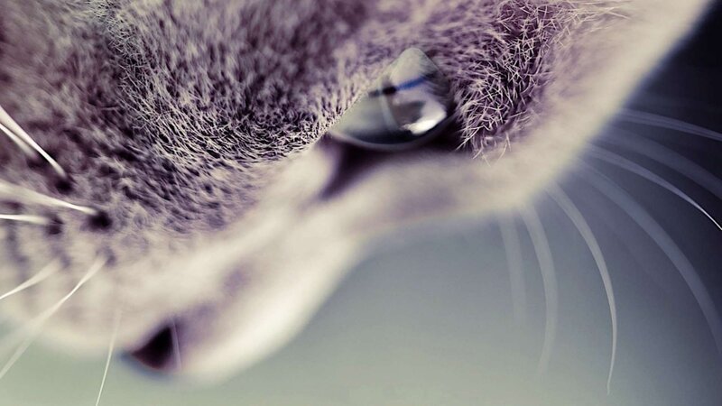 close-up of a cat's eye