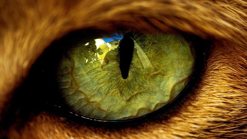 close-up of a cat's eye