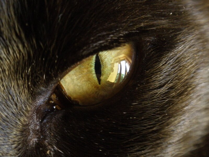 close-up of a cat's eye
