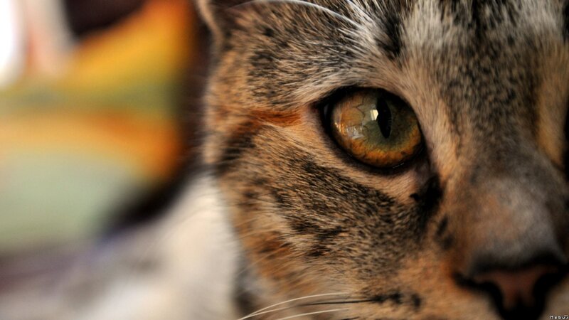 close-up of a cat's eye