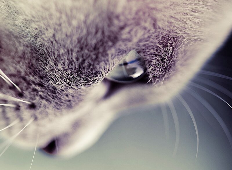 close-up of a cat's eye