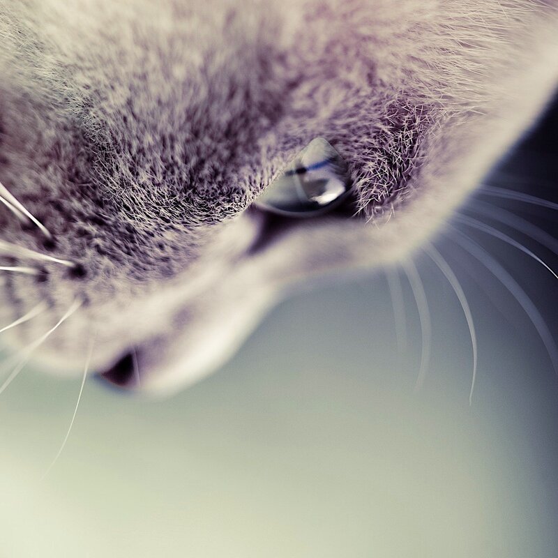 close-up of a cat's eye