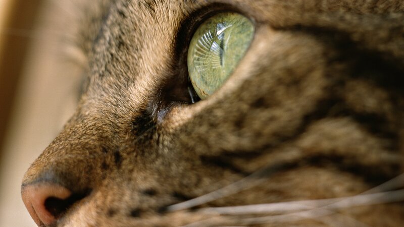 close-up of a cat's eye
