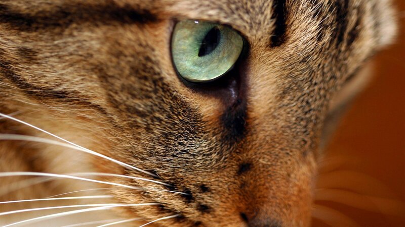 close-up of a cat's eye
