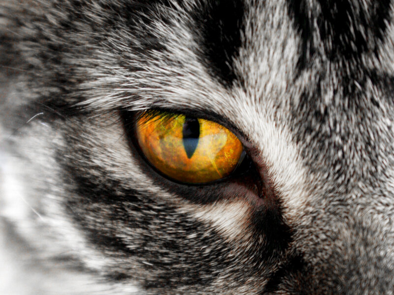 close-up of a cat's eye