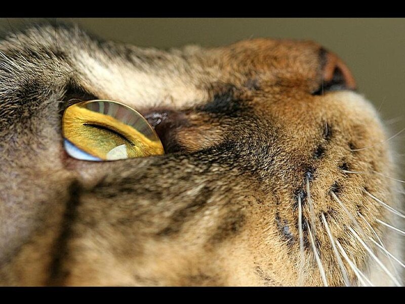 close-up of a cat's eye