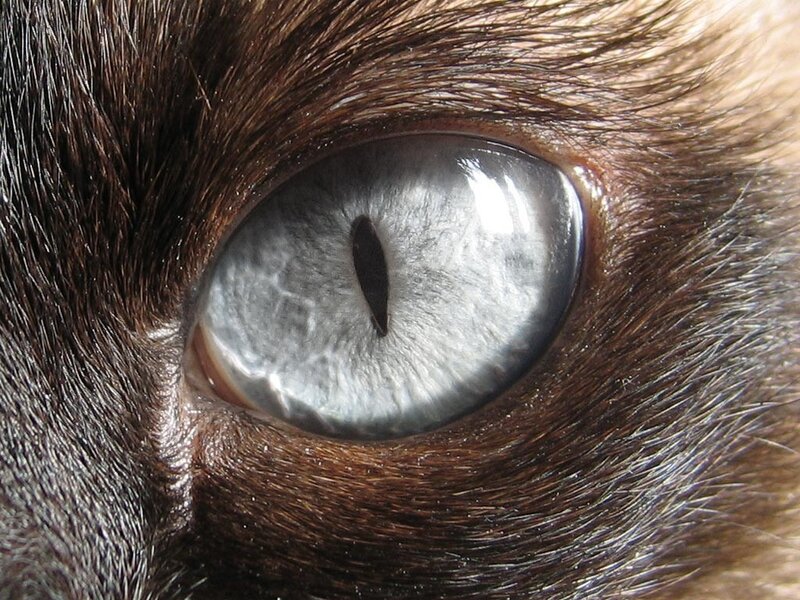 close-up of a cat's eye