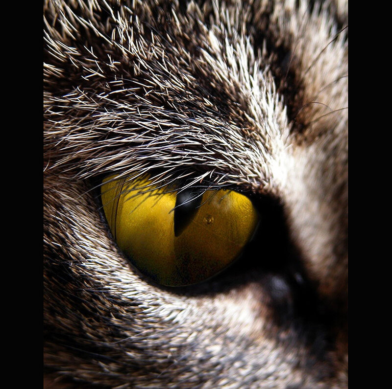 close-up of a cat's eye