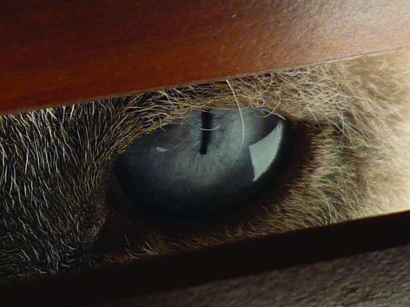 close-up of a cat's eye
