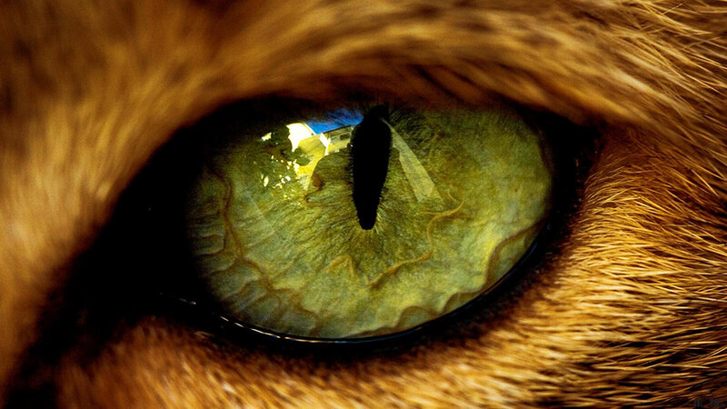 close-up of a cat's eye