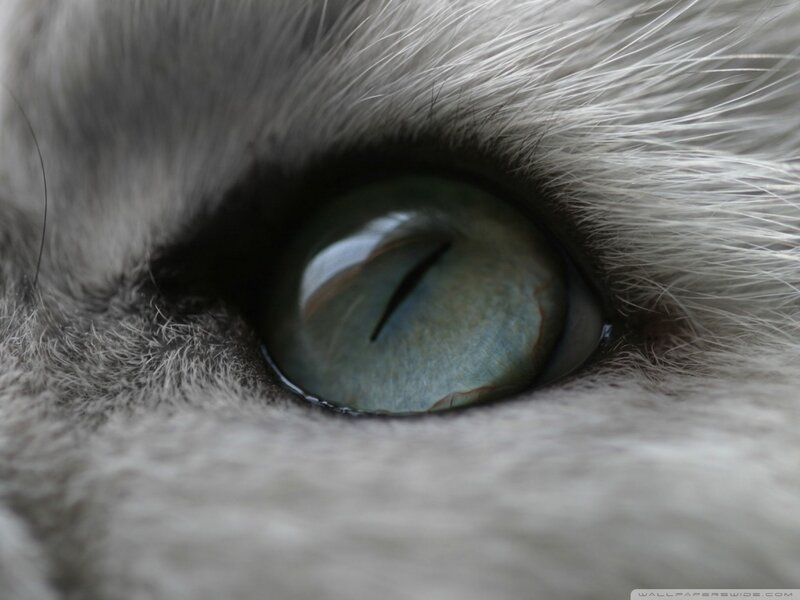 close-up of a cat's eye