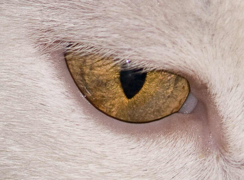 close-up of a cat's eye