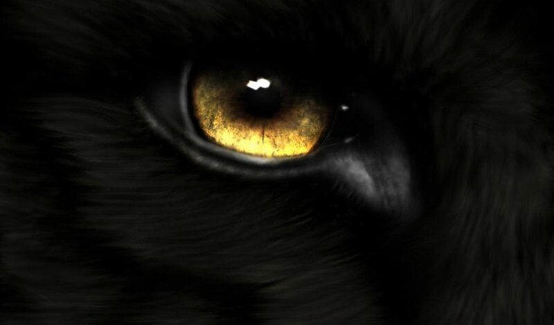 close-up of a cat's eye