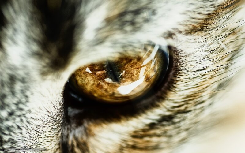 close-up of a cat's eye