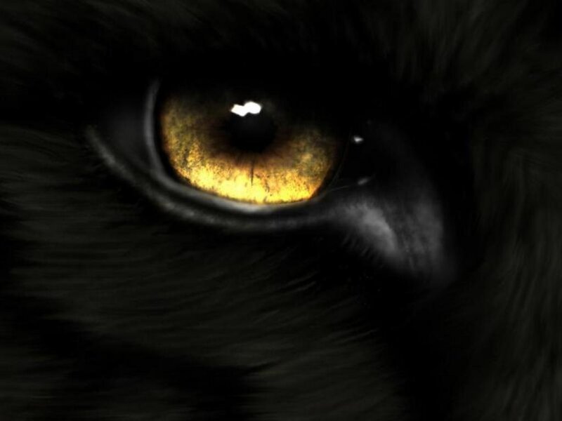 Close-up of a Cat's Eye — Black