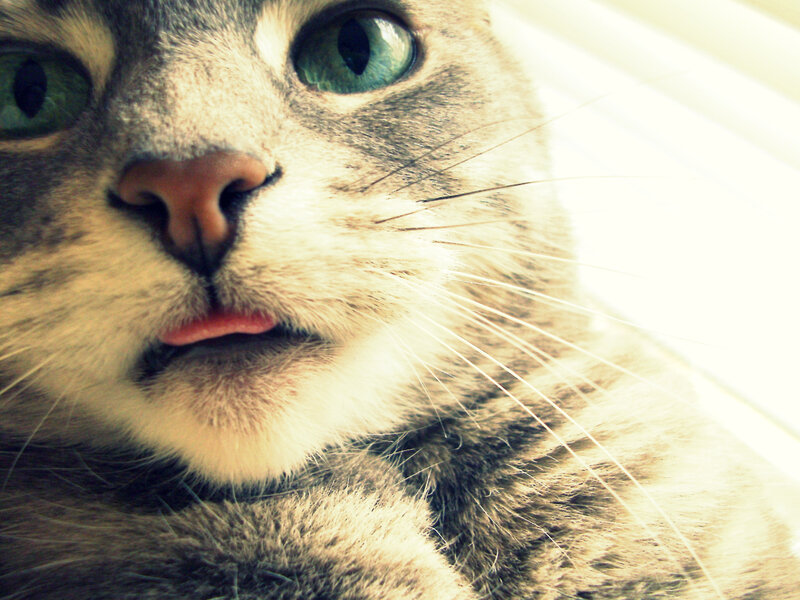 close-up of a cat's face