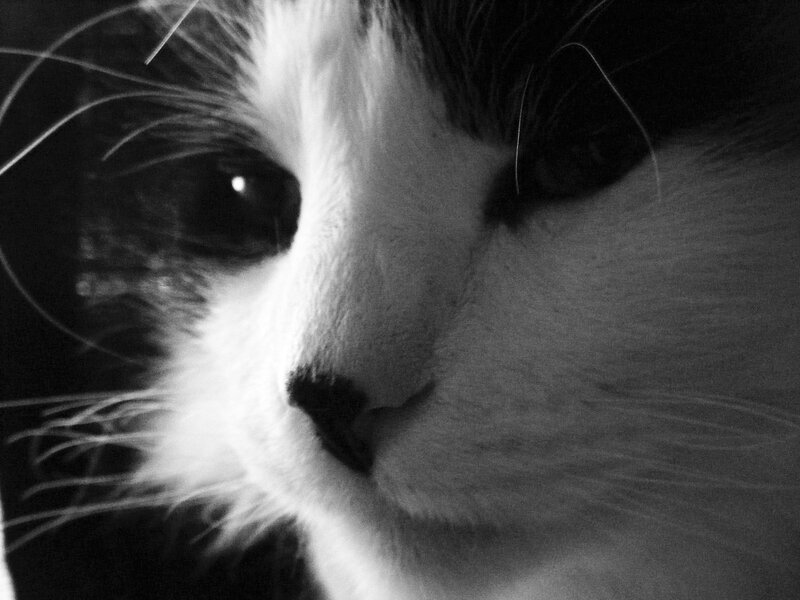 close-up of a cat's face