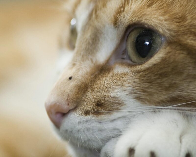 close-up of a cat's face