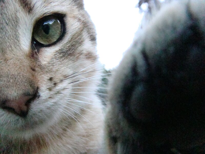 close-up of a cat's face